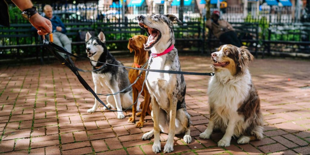 Your Expert Pet Guide: Understanding the therapeutic influences of animal-assisted therapy (AAT)