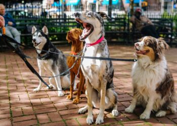 Your Expert Pet Guide: Understanding the therapeutic influences of animal-assisted therapy (AAT)