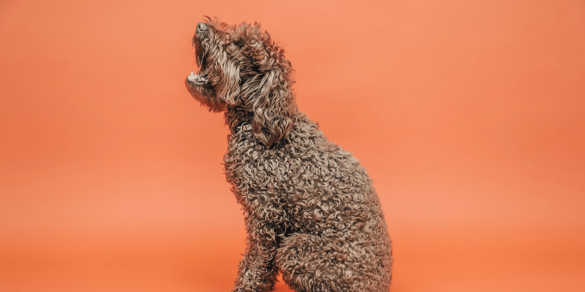 The Secrets of Canine Longevity: Dog Breeds with Remarkable Lifespans
