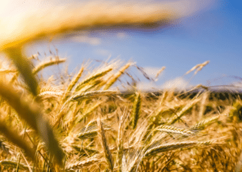 Bryan Winquist's Shaping the Future of Farming Communities