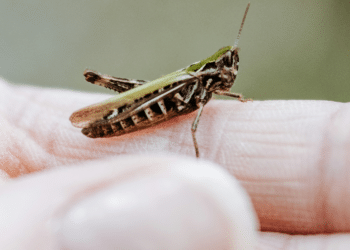 Danny Kendrick: Insights from Pro-Tec Pest Management