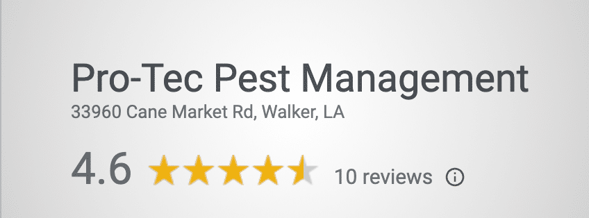 Danny Kendrick: Insights from Pro-Tec Pest Management