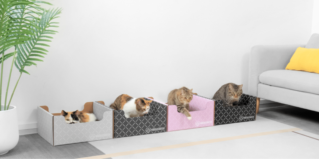 Design and Function Discovering Hide & Scratch