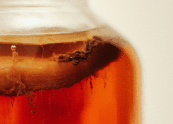 A Better Kombucha Industry With Kombucha Town