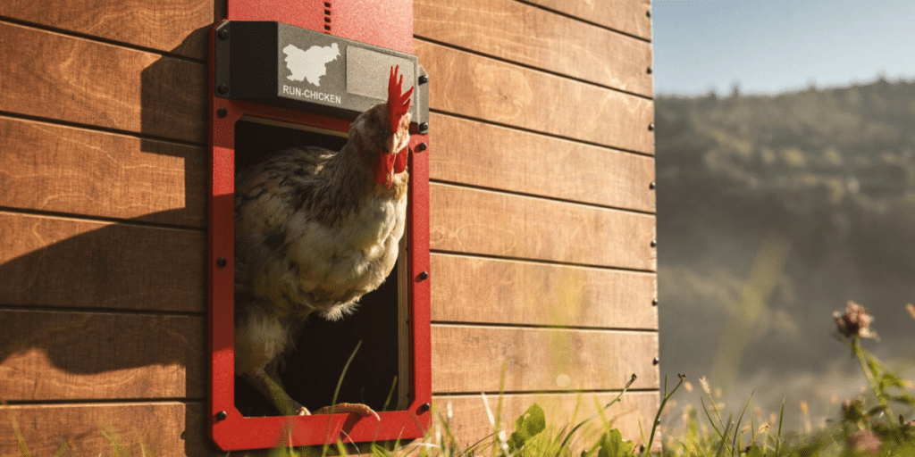Everything You Need to Know About Run Chicken Inc.’s Automatic Chicken Coop Door