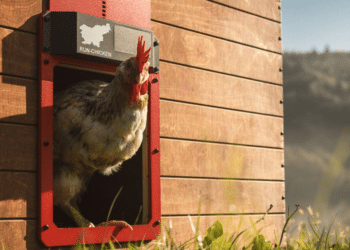 Everything You Need to Know About Run Chicken Inc.’s Automatic Chicken Coop Door