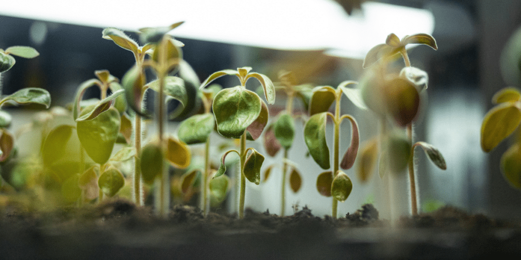 Indoor Growing and the Future of Farming with Instafarm™ (2)