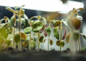 Indoor Growing and the Future of Farming with Instafarm™ (2)