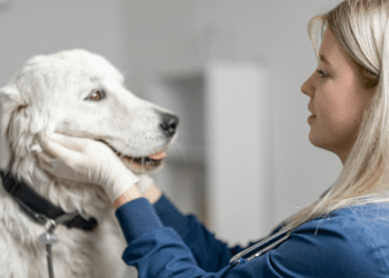 The Far-Reaching Impact of Bird Flu on Animal Health