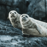 Understanding Why People Are Prohibited from Touching Seals