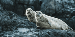 Understanding Why People Are Prohibited from Touching Seals