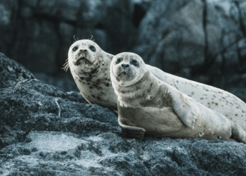 Understanding Why People Are Prohibited from Touching Seals