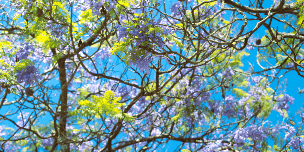 Entrex Carbon Market Aims to Revolutionize Carbon Offsetting