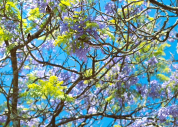 Entrex Carbon Market Aims to Revolutionize Carbon Offsetting