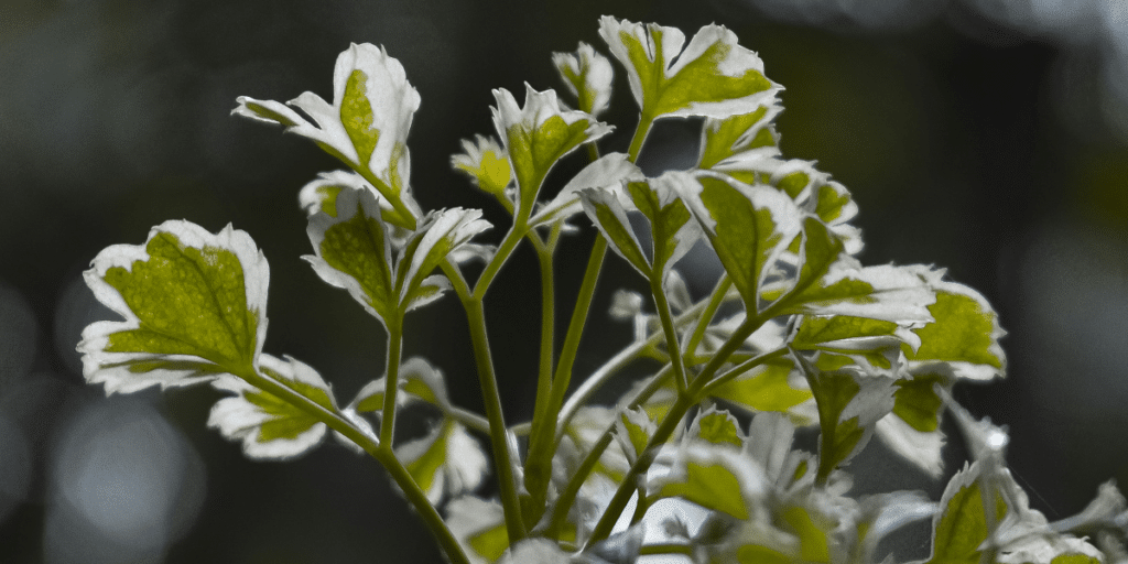 Verde Solutions’ 2,800 Projects in 48 States Making the World Greener One Solution at a Time