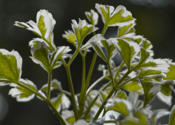 Verde Solutions’ 2,800 Projects in 48 States Making the World Greener One Solution at a Time