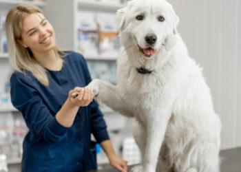 Affordable and Fun Pet Supplies from Today’s Pet Zone: A Brand That Puts Pets First