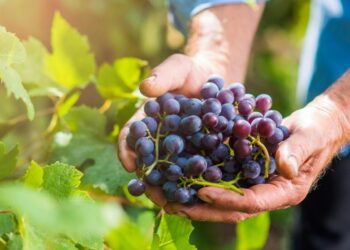 Michael Browne, Founder of Browne Family Wines, Underlines Importance of Craftsmanship & Values in Winemaking