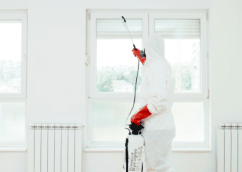 Signs of Termite Damage Santa Monica Homeowner Should Know