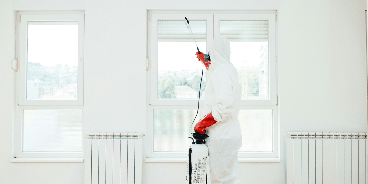 Signs of Termite Damage Santa Monica Homeowner Should Know