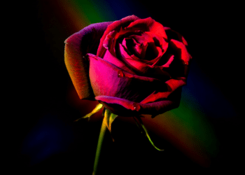 The Unyielding Journey of a Single Father and Entrepreneur_1