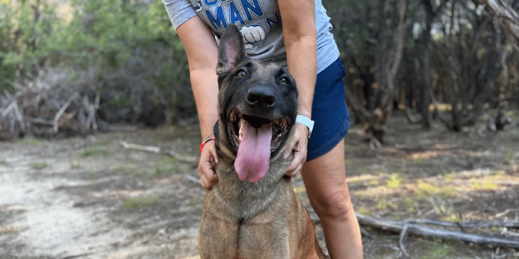 Why Belgian Malinois Make the Best Family Protection Dogs