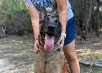Why Belgian Malinois Make the Best Family Protection Dogs