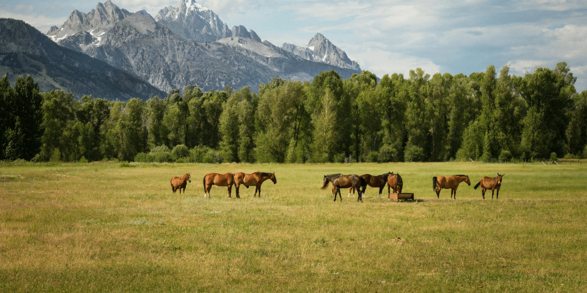 Exploring Equestic Coach-Copilot A Digital Innovation for Equestrians Worldwide