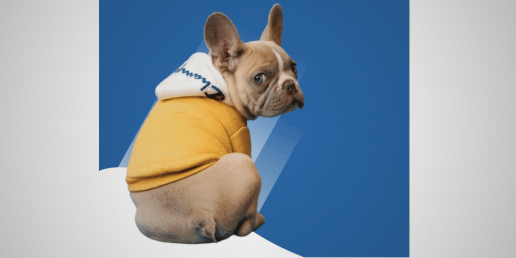 Pawmenities The Beacon of Innovation in Dog Boarding