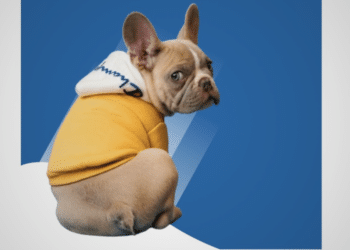 Pawmenities The Beacon of Innovation in Dog Boarding