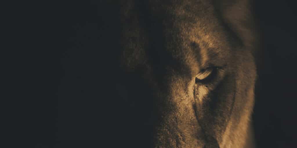 Unraveling the Symbolism: Why Lions are Emblematic of Leadership