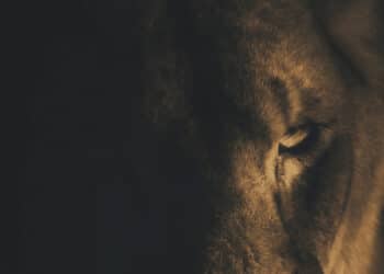 Unraveling the Symbolism: Why Lions are Emblematic of Leadership