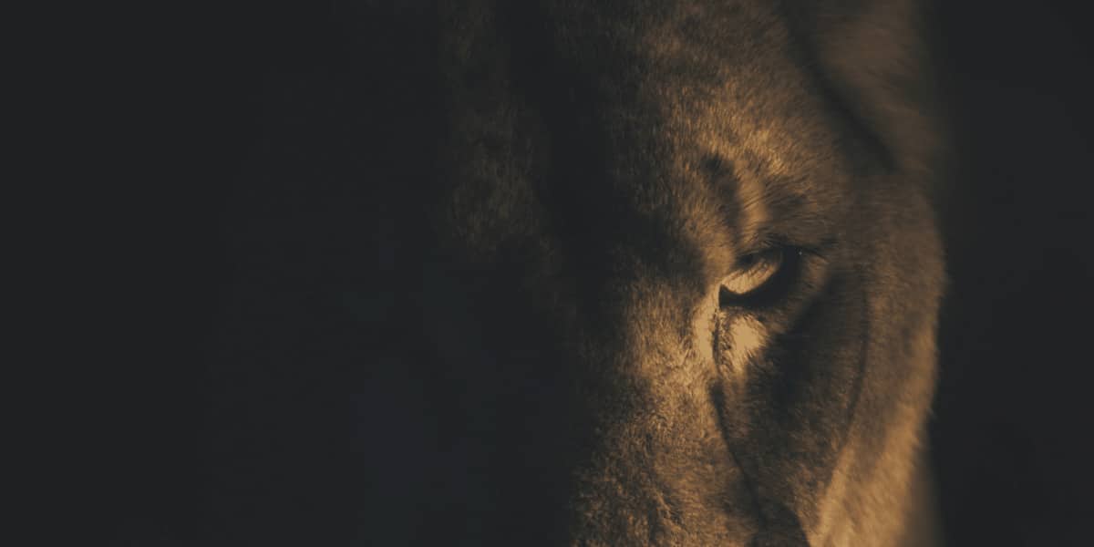 Unraveling the Symbolism: Why Lions are Emblematic of Leadership