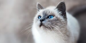 How Pet Insurance Can Support Your Pet's Health and Well-Being