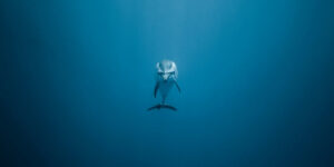Is Climate Change Affecting the Deep Sea?