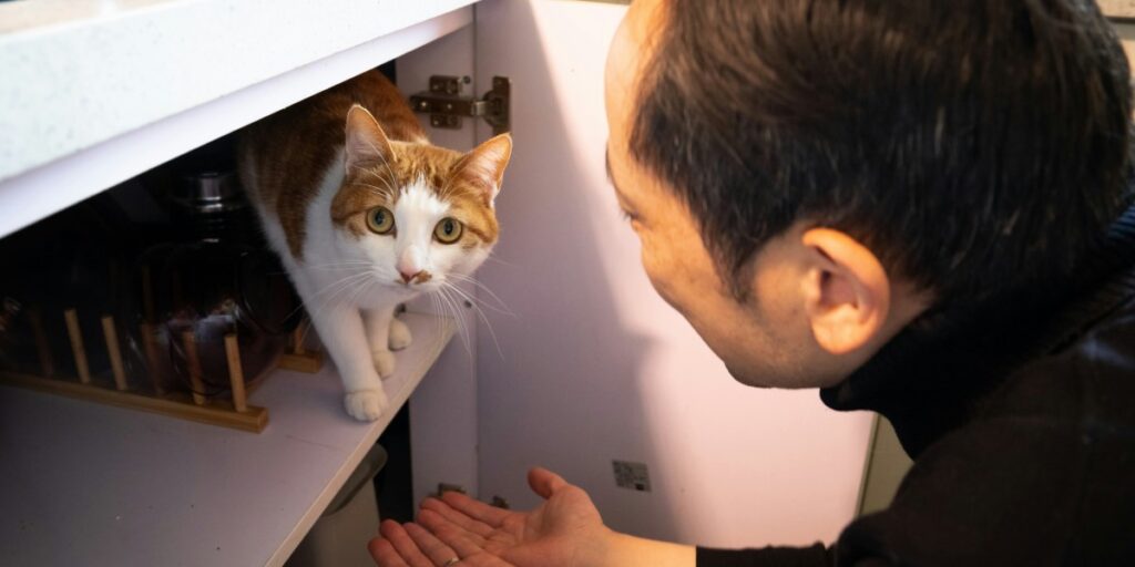 How Having a Cat Could Brighten Your Life