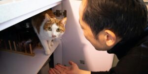 How Having a Cat Could Brighten Your Life