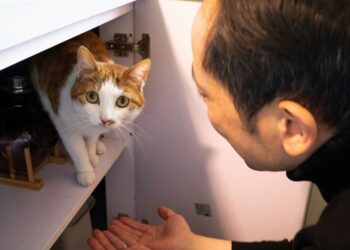 How Having a Cat Could Brighten Your Life