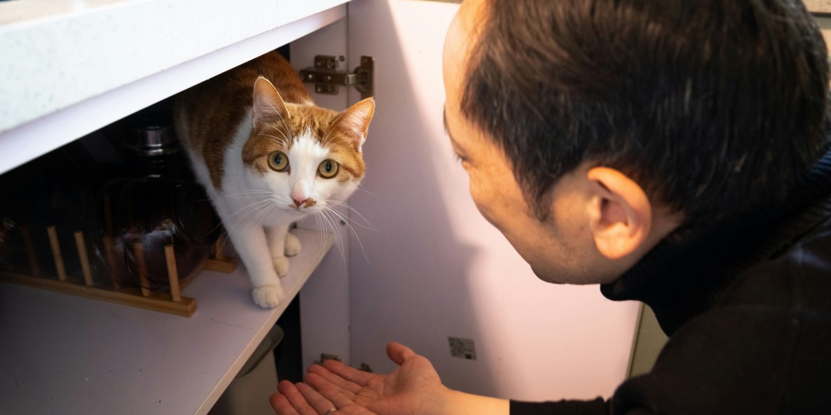 How Having a Cat Could Brighten Your Life