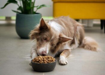 Convenience Meets Canine Health: Why More Pet Owners Are Exploring Raw Fed & Furry’s Dog Food Delivery Subscriptions