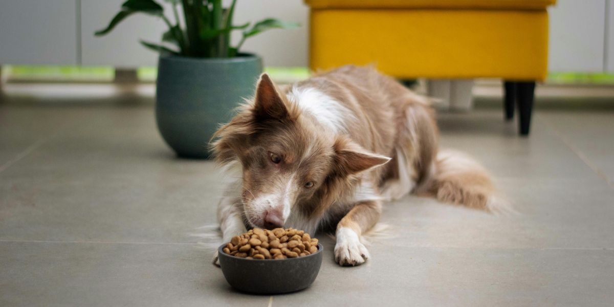 Convenience Meets Canine Health: Why More Pet Owners Are Exploring Raw Fed & Furry’s Dog Food Delivery Subscriptions