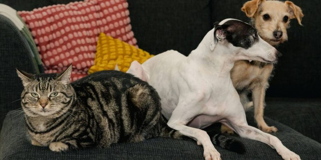 Tech-Savvy Pet Care: How PetCove Is Revolutionizing the Way We Care for Our Furry Friends