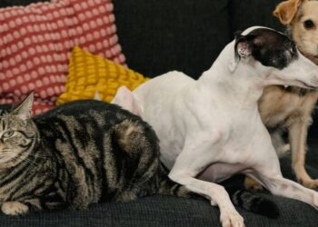 Tech-Savvy Pet Care: How PetCove Is Revolutionizing the Way We Care for Our Furry Friends