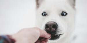 What to Know Before Switching to Raw Dog Food