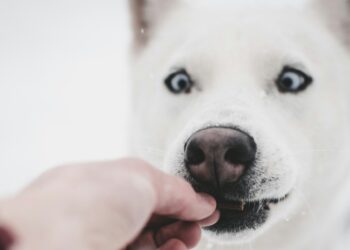 What to Know Before Switching to Raw Dog Food