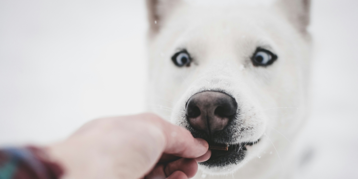 What to Know Before Switching to Raw Dog Food