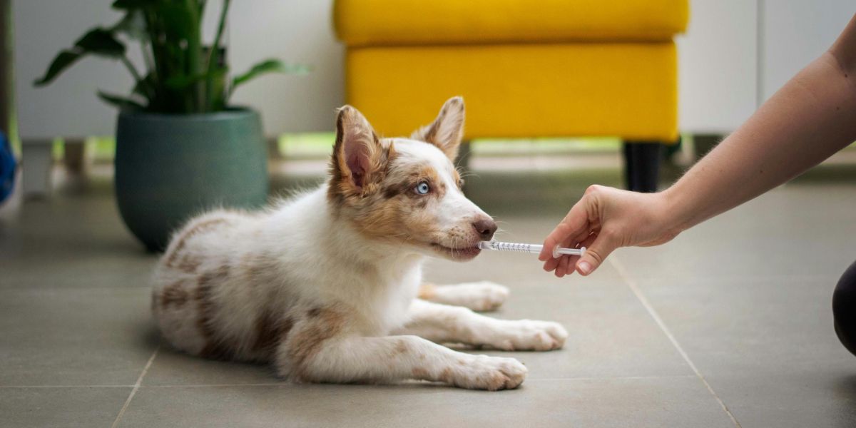 Enhancing the "Vet Experience": How Tandem Vet Care Uses Tech & Empathy to Address Industry Strain