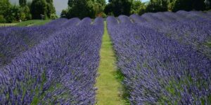 Melissa Mabe: Leadership in A Design Firm & on A Lavender Farm