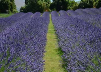 Melissa Mabe: Leadership in A Design Firm & on A Lavender Farm