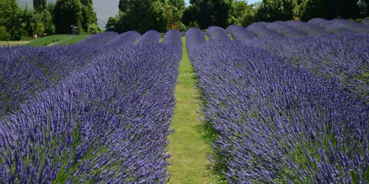 Melissa Mabe: Leadership in A Design Firm & on A Lavender Farm